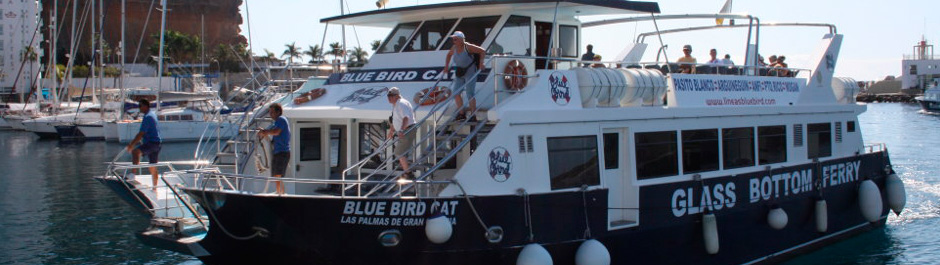 BLUE BIRD CAT